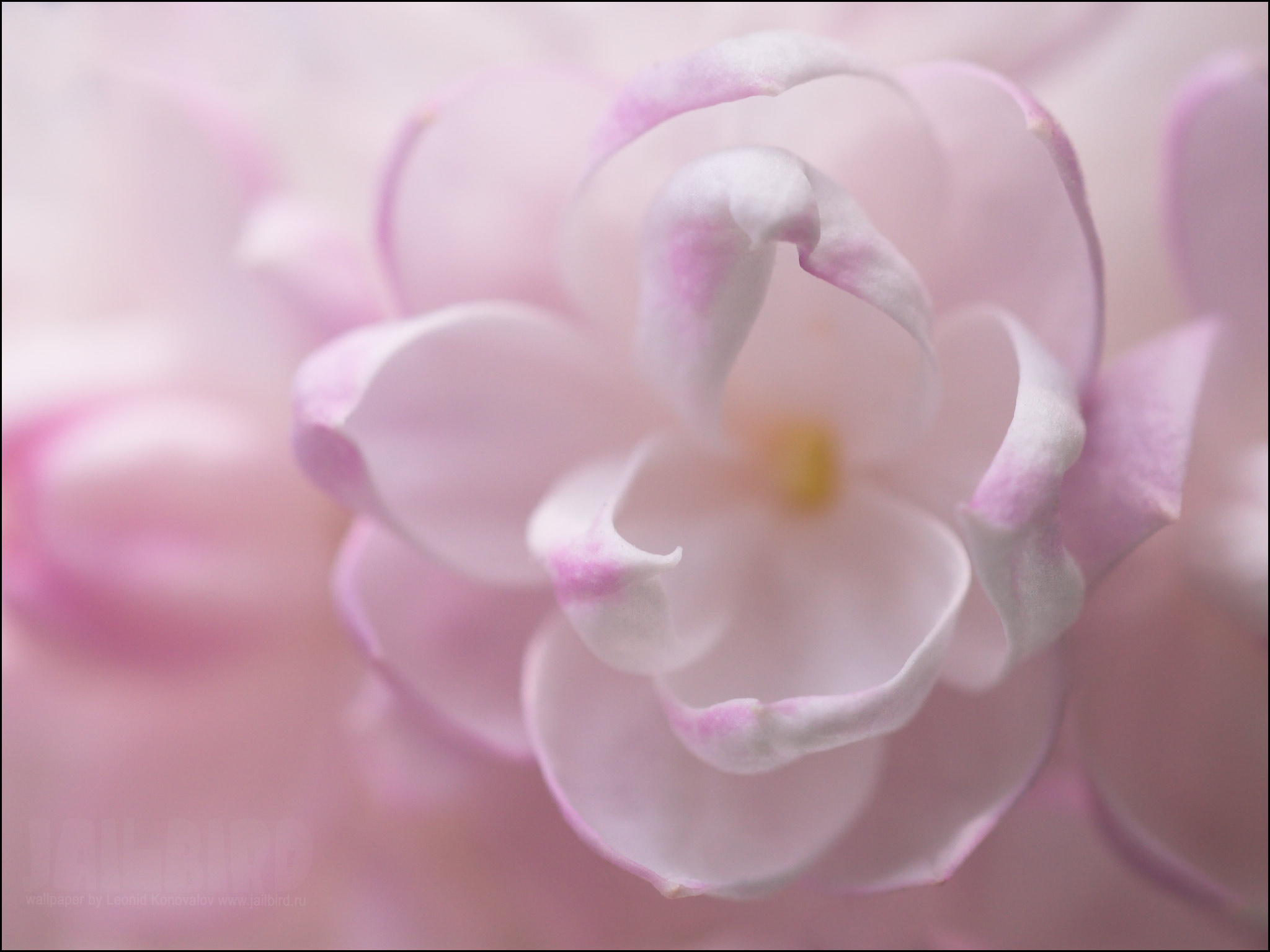 Бело розовые тона. Нежные цветочки. Красивые нежные цветы. Нежный цветок. Нежные розовые цветы.
