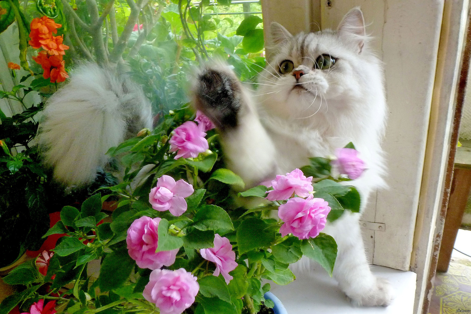 Котенок любит играть с цветами. Кошка с цветами. Котик с цветочком. Кошечка в цветах. Кошечка красивая с цветами.