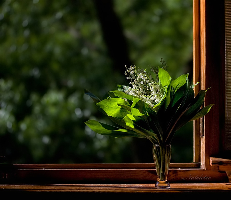 Подарить цветы в окно. Цветы на окне. Весенние цветы на окне. Окно в цветах.