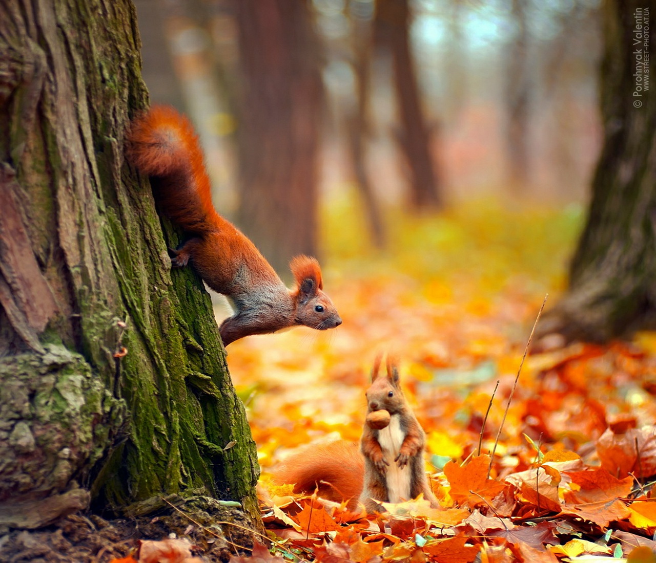 Животные в осеннем лесу рисунки