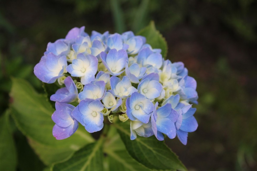 hydrangea blossom bloom blue flower hydrangea flower garden summer 590084